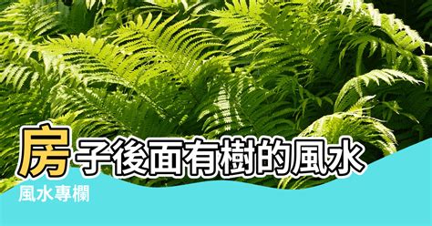 房子後面有龍眼樹|屋後大樹風水好？建築風水中，屋後大樹是否對屋主有影響？【屋。